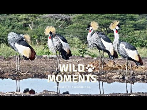 Beautiful Birds & Entertaining Elephants | Wild Moments