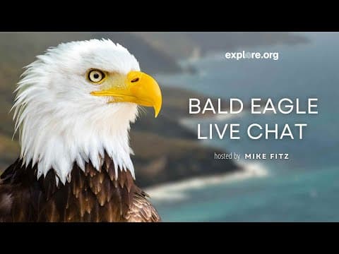 Bald Eagle Restoration on the Channel Islands | Live Chat