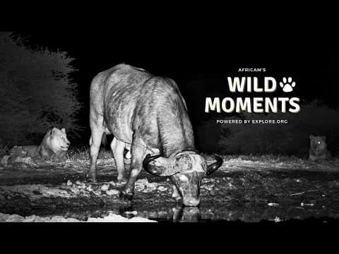 Lions, Buffalo & Bullfrogs | Wild Moments | December 11
