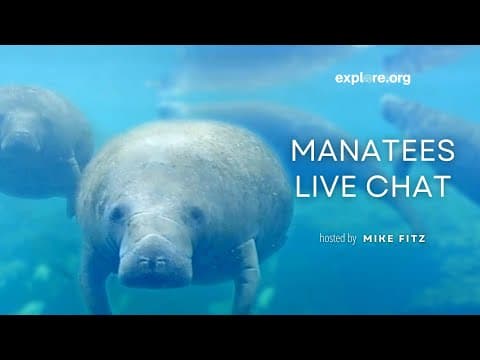 Manatee Research and Conservation | Explore Live Events