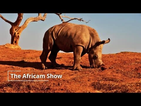 Zebra & Rhino | The Africam Show | July 22