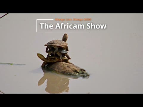 Reptiles and Birds | The Africam Show