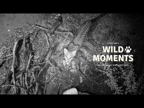 Leopard, Lions & Cheetah | Wild Moments | May 15