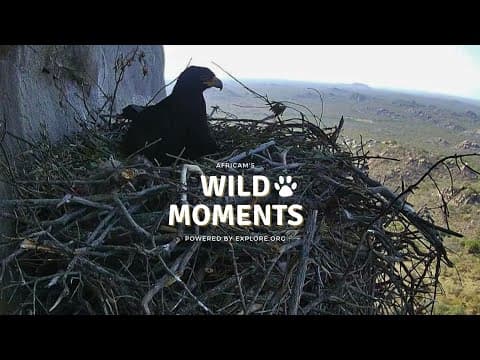 Eagles, Baboons & Jackal | Wild Moments | June 19