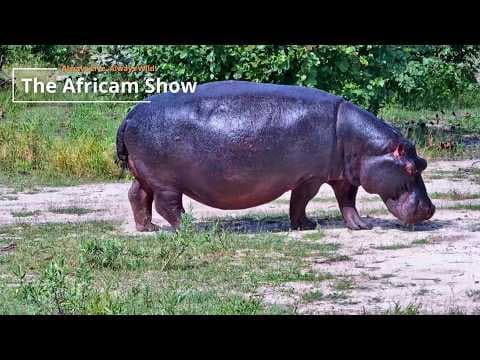 Hippos & Zebra | The Africam Show | March 10