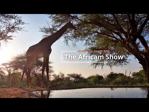 Giraffe & Hippos | The Africam Show | February 25