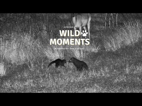 Wild Moments | January 8
