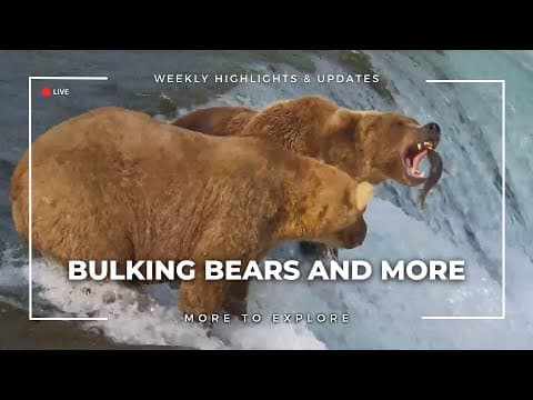 Bulking Bears and More  | More to Explore