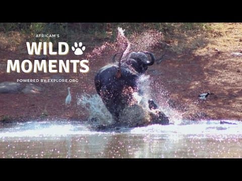 Caracal & Crocodiles | Wild Moments Show | March 14