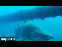 Shark Cruises by Frying Pan Cam.