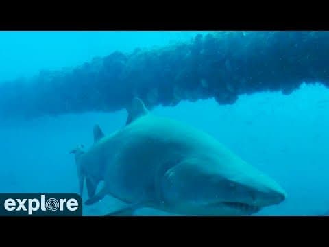 Shark Cruises by Frying Pan Cam.