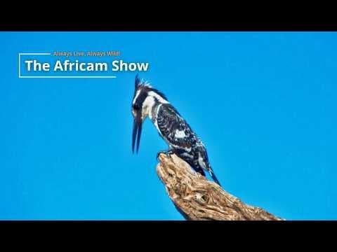 LIVE Virtual Safari Q&A (May 19) | The Africam Show