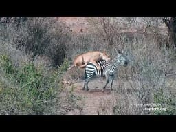 Lion Kill!! Female Lion Hunts Zebra! Uncut Raw Footage!