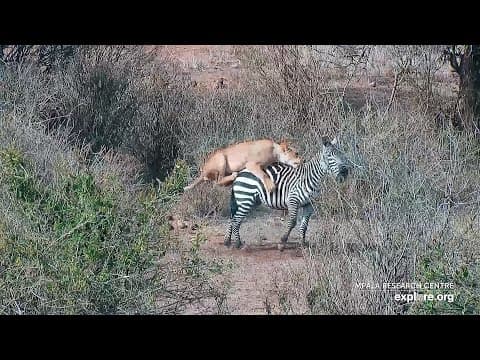 Lion Kill!! Female Lion Hunts Zebra! Uncut Raw Footage!