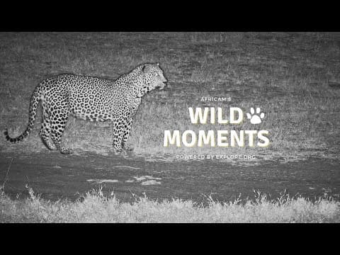 Leopards, Birds & Elephants | Wild Moments