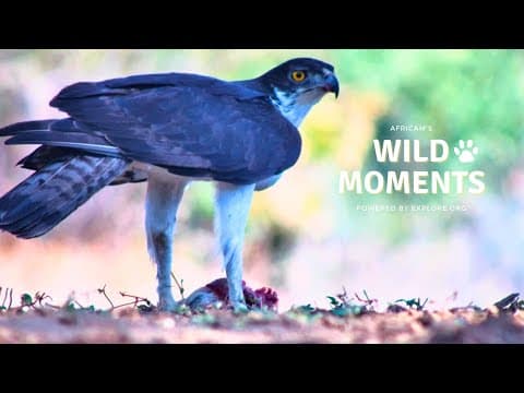 Birds, Elephant & Polecats | Wild Moments | July 24