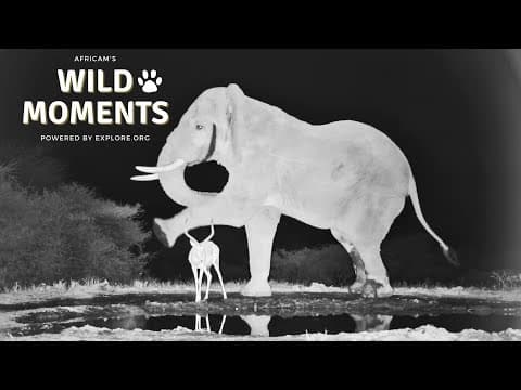 Grumpy Elephants | Wild Moments | March 13