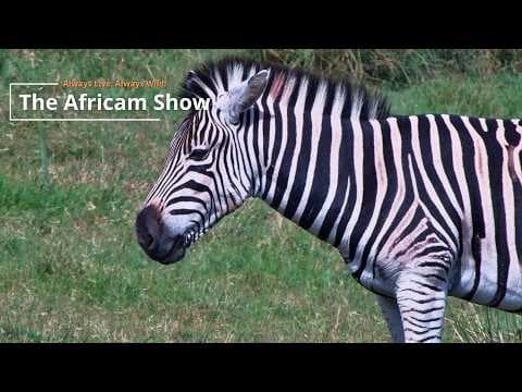 Antelope & Zebra | The Africam Show