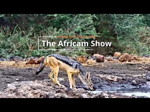 Small Creatures | The Africam Show
