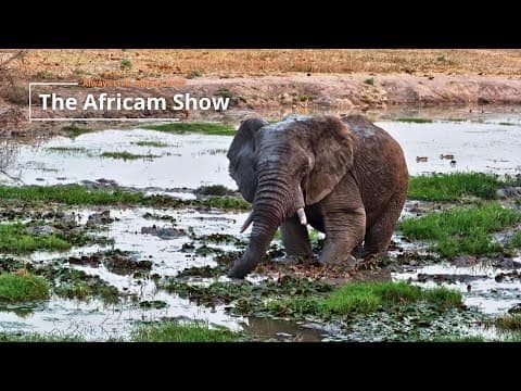 Elephants, Buffalo & Hippo | The Africam Show | September 23