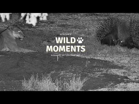 Lions, Porcupines and Mongoose | Wild Moments | January 9