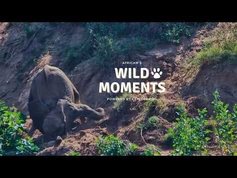 Croc Attack, Black Eagles & Elephant Fun: Best Highlights of the Week (May 28) | Wild Moments