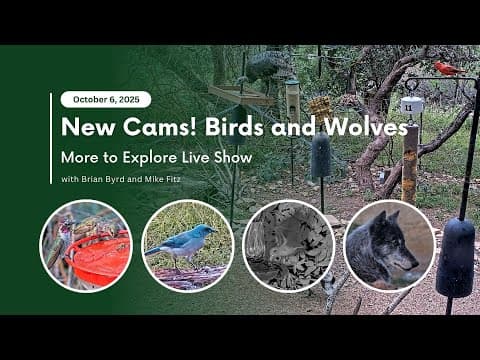 New Cams! Birds and Wolves | More to Explore Live Show
