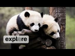 Zen Den - Panda Bears 1