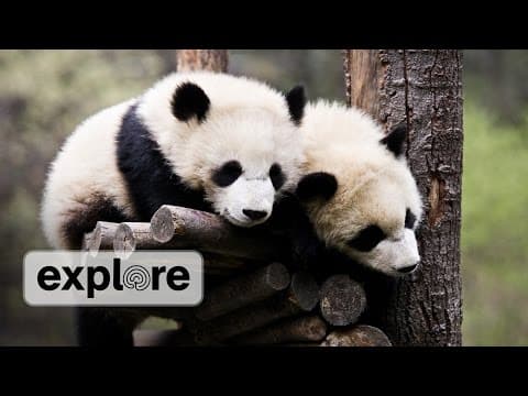 Zen Den - Panda Bears 1