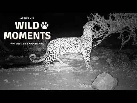Leopard, Civet & Elephants | Wild Moments Show | May 2
