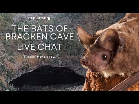 The Bats of Bracken Cave | Explore Live Events