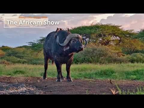 LIVE Virtual Safari Q&A (26) | The Africam Show