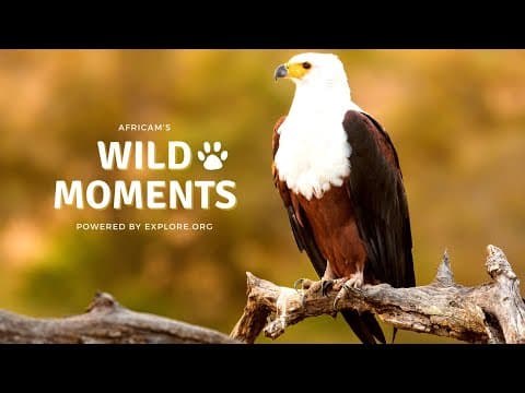 Egyptian Goose Nearly Escapes Fisher Eagle | Wild Moments Show 6.16.22