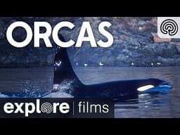 Orcas | Explore Films
