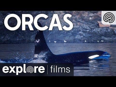 Orcas | Explore Films