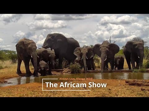 Happy Tortoise at the Waterhole | The Africam Show