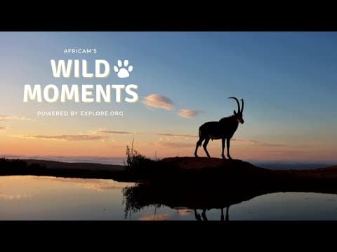 Hippos, Herons & Sable | Wild Moments | April 4