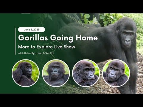 Gorillas Going Home | More to Explore Live Show