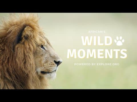 Wild Moments | 9.8.22