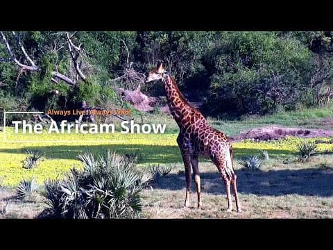 Birds, Antelope & Small Mammals | The Africam Show