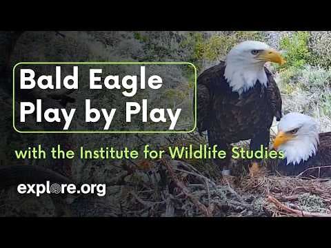 Bald Eagle Play by Play with the Institute for Wildlife Studies