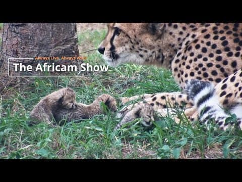 Cute Cheetah Cubs | The Africam Show | May 6