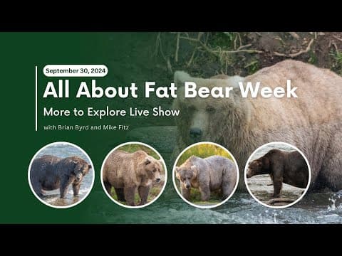 All About Fat Bear Week | More to Explore Live Show