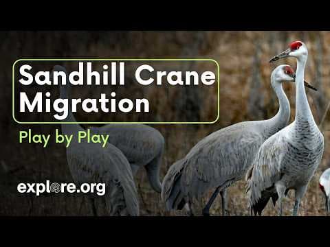 Sandhill Crane Migration Play by Play