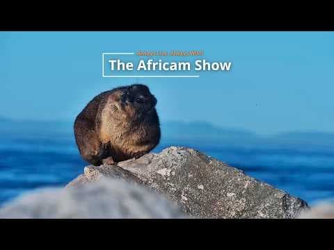 LIVE Virtual Safari Q&A (August 11): Busy Waterholes | The Africam Show