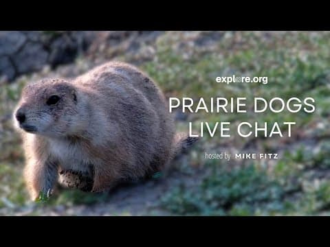 Prairie Dogs Live Chat | Explore Live Events