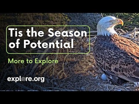 Tis the Season of Potential | More to Explore Live Show