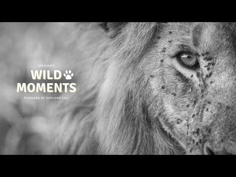 Wild Moments | 1.12.23