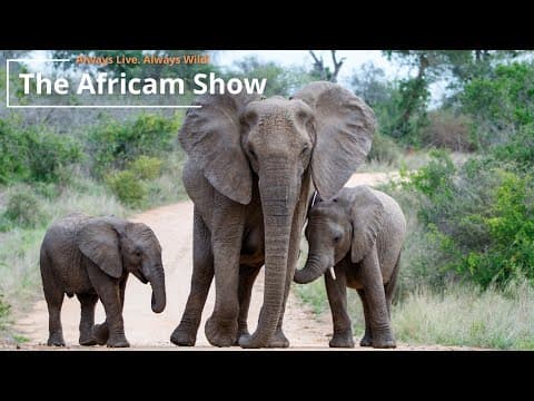 Elephants and Smaller Animals on The Africam Show