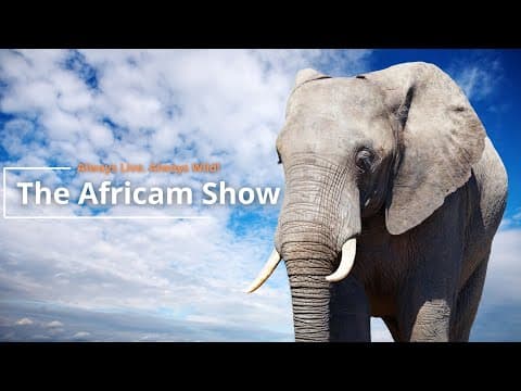 The Africam Show | 8.23.22